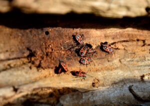 wood bug infestation